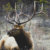 elk